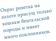 Окрас розетка на золоте присущ только кошкам бенгальской породы и имеет много поклонников.
