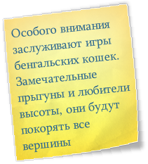 Особого внимания заслуживают игры бенгальских кошек. Замечательные прыгуны и любители высоты, они будут покорять все вершины
