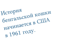 История бенгальской кошки начинается в США в 1961 году.
